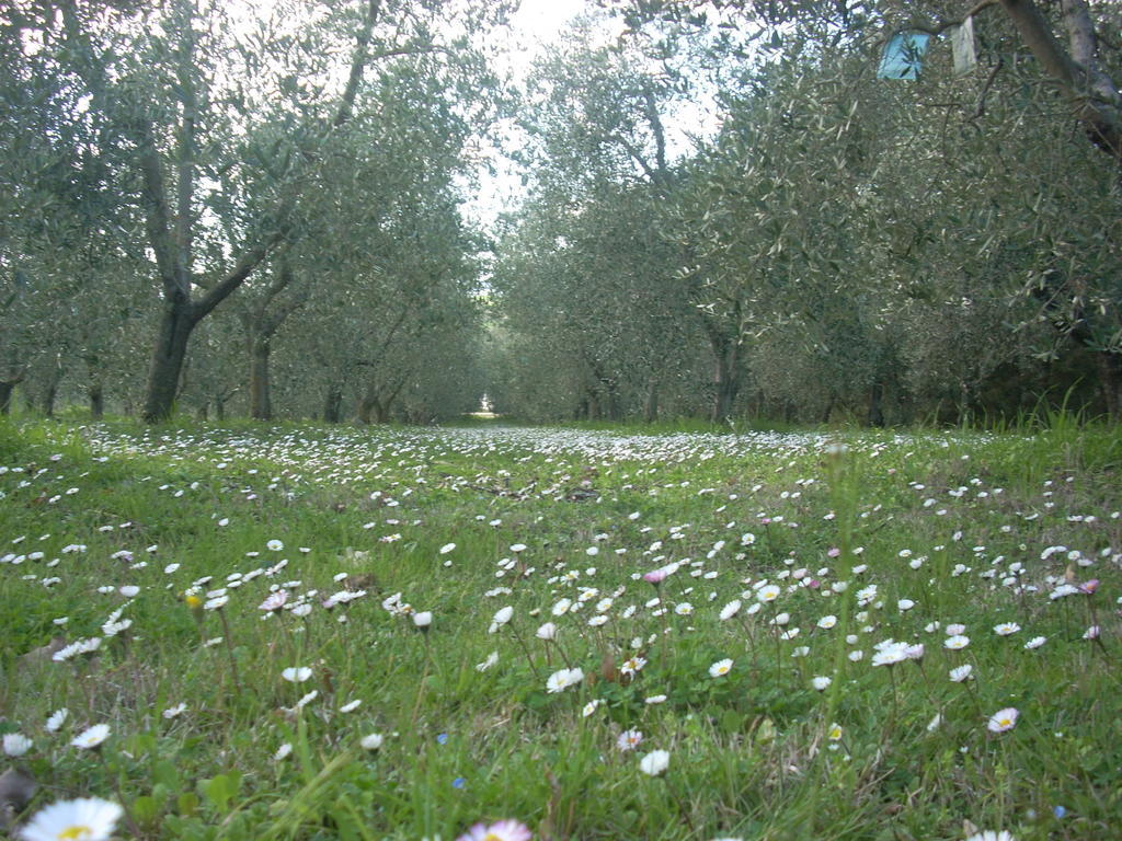 Residence Ai Campi Da Golf סטורניה מראה חיצוני תמונה